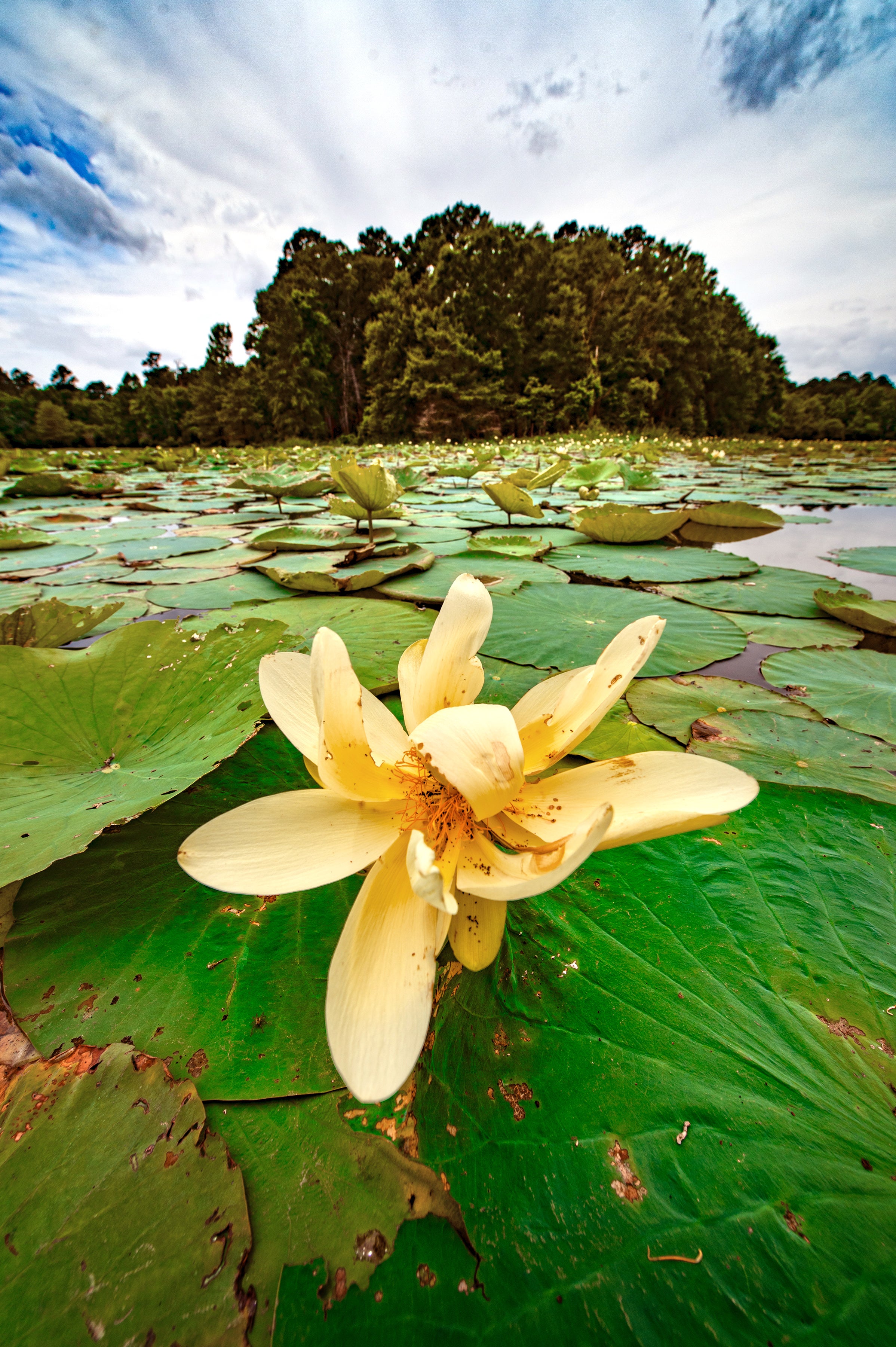 Lilypads on the lake at Millwood State Park